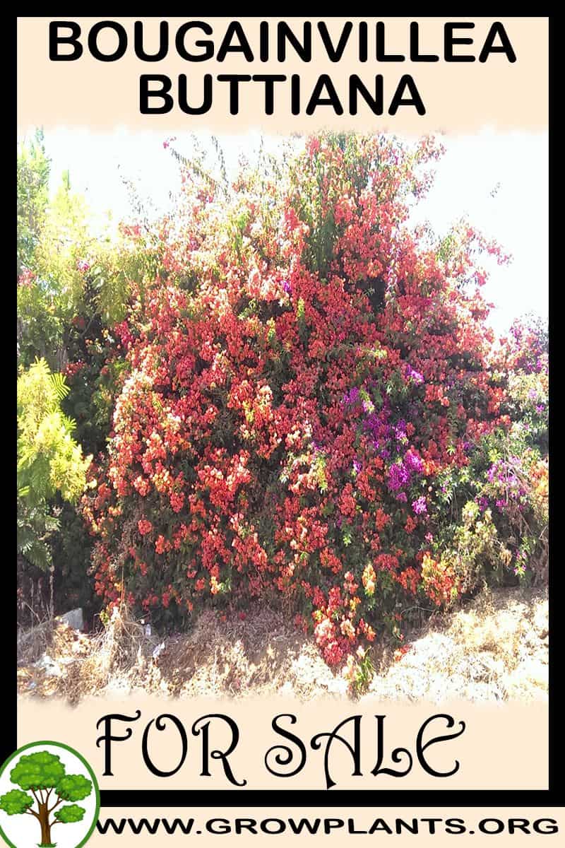 Bougainvillea buttiana