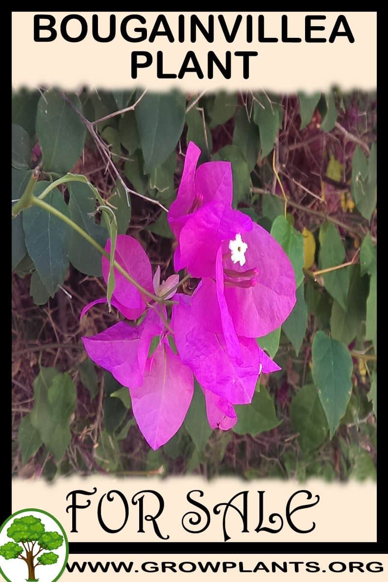 Bougainvillea