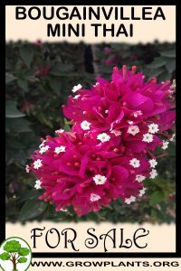 Bougainvillea mini thai for sale