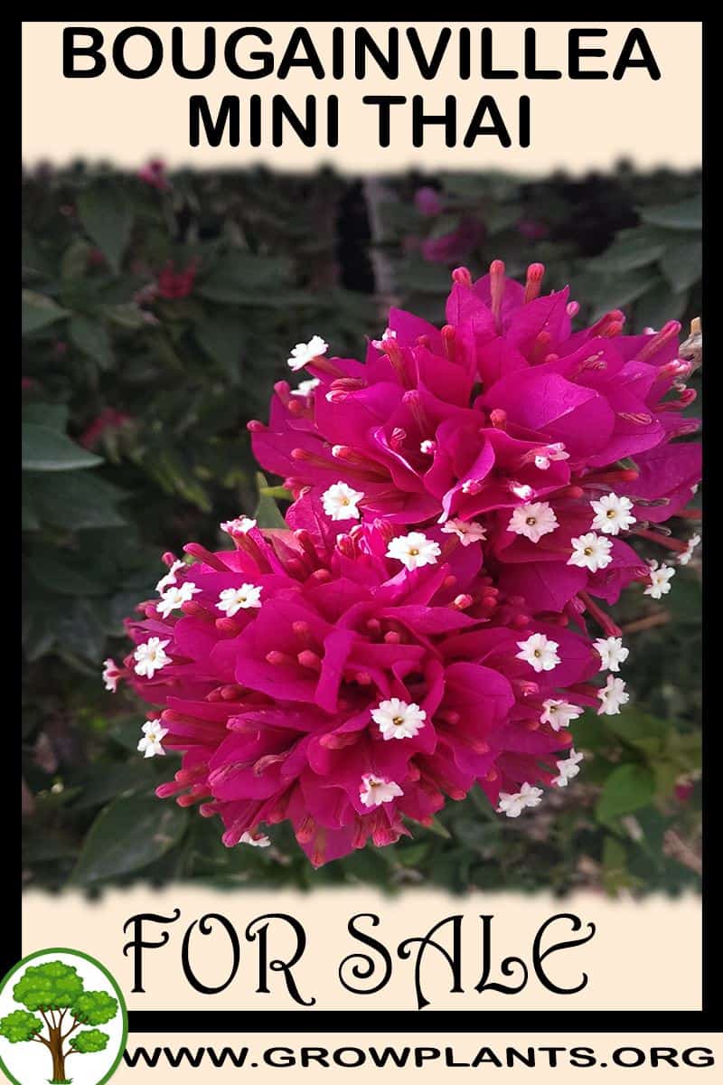 Bougainvillea mini thai