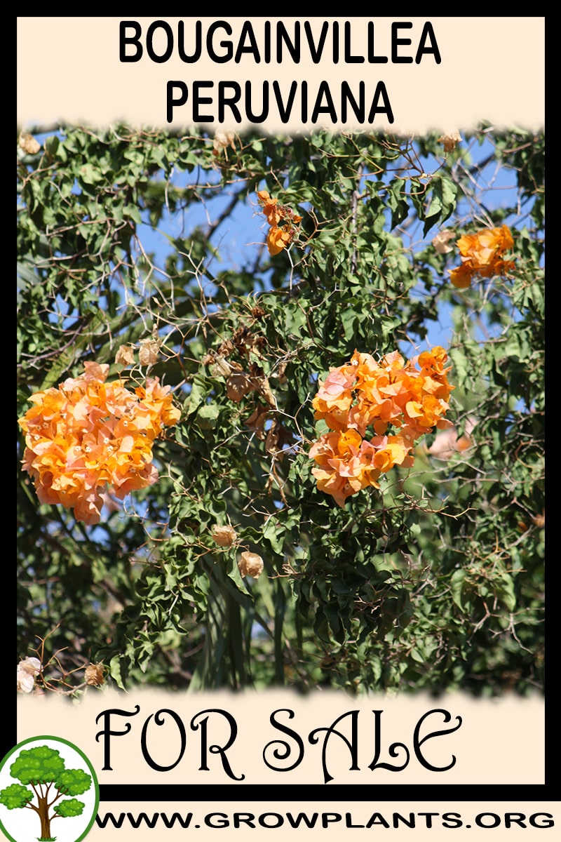 Bougainvillea peruviana