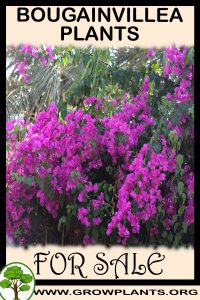 Bougainvillea plants for sale