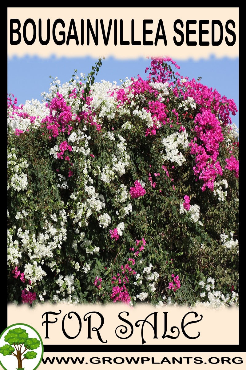 Bougainvillea seeds