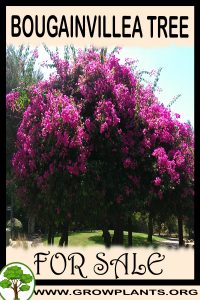 Bougainvillea tree for sale