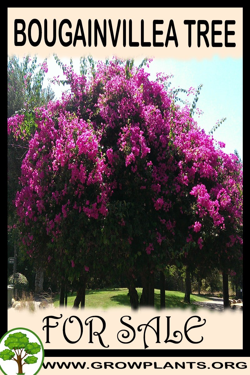 Bougainvillea tree