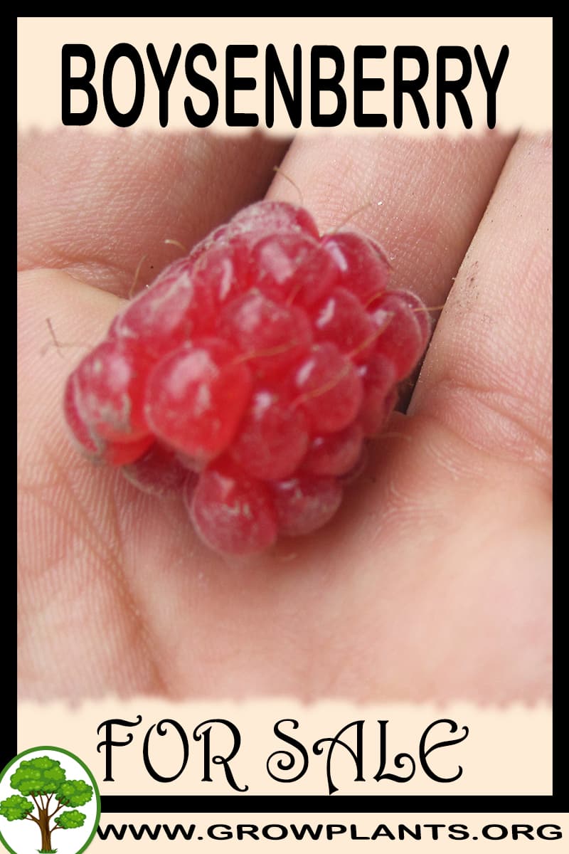 Boysenberry