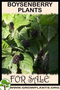 Boysenberry plants for sale