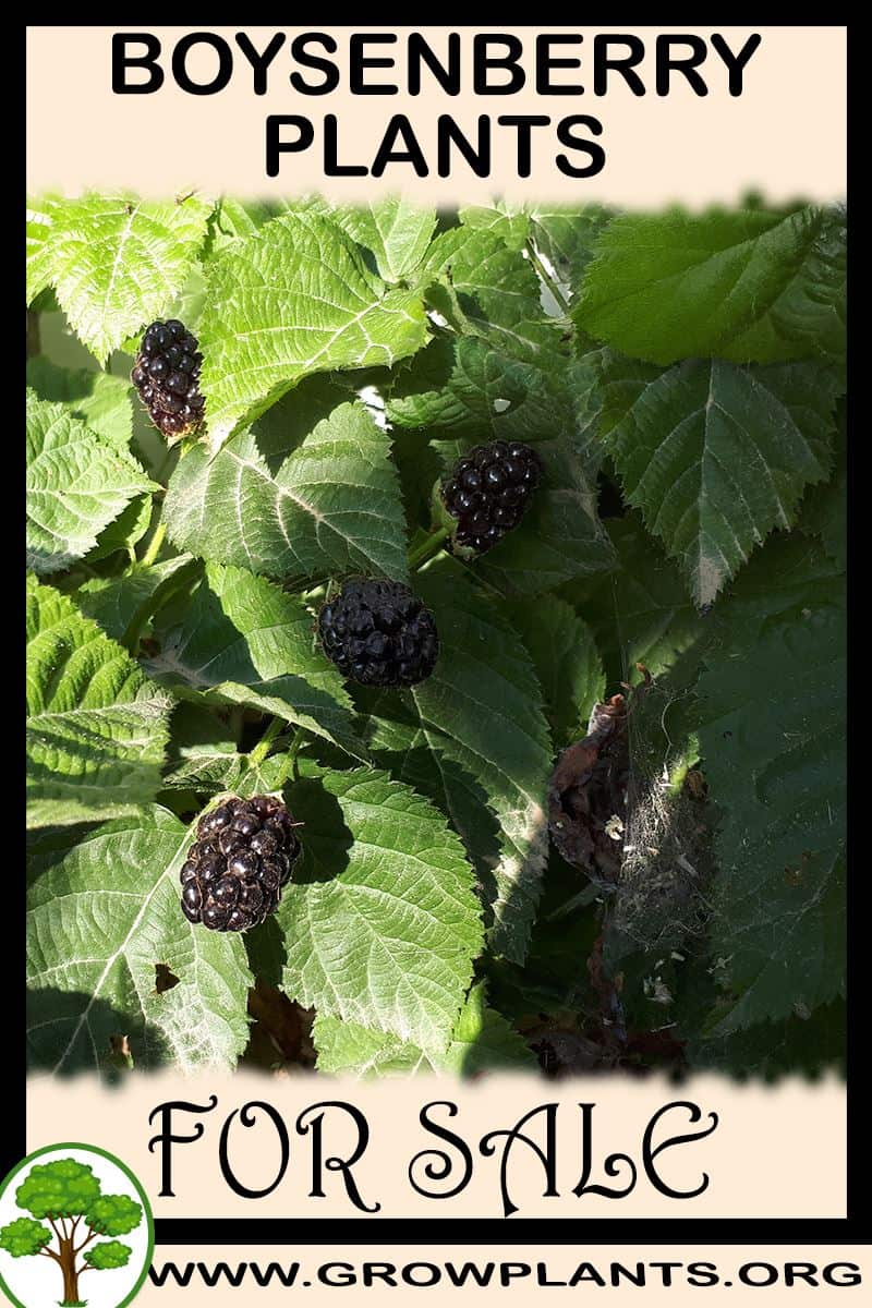 Boysenberry plants