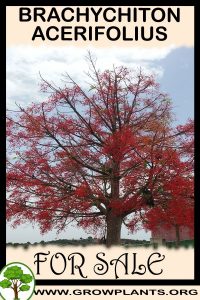 Brachychiton acerifolius for sale