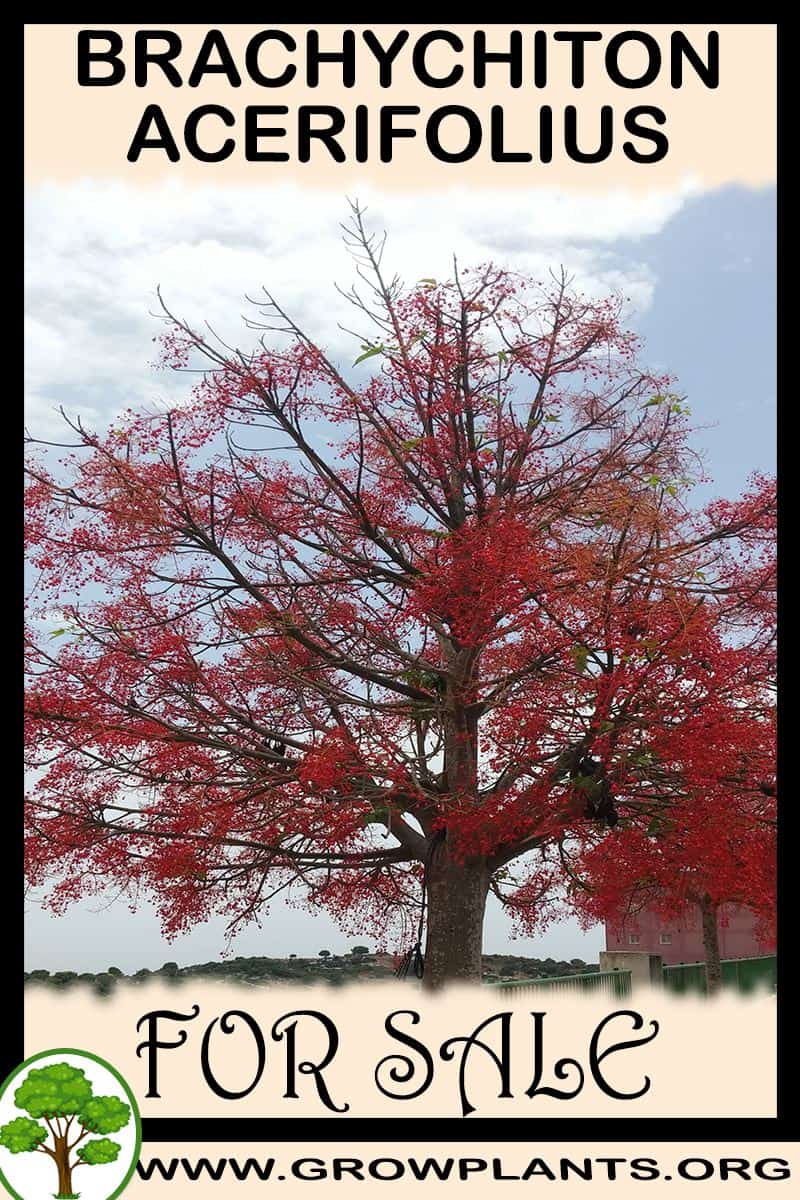 Brachychiton acerifolius