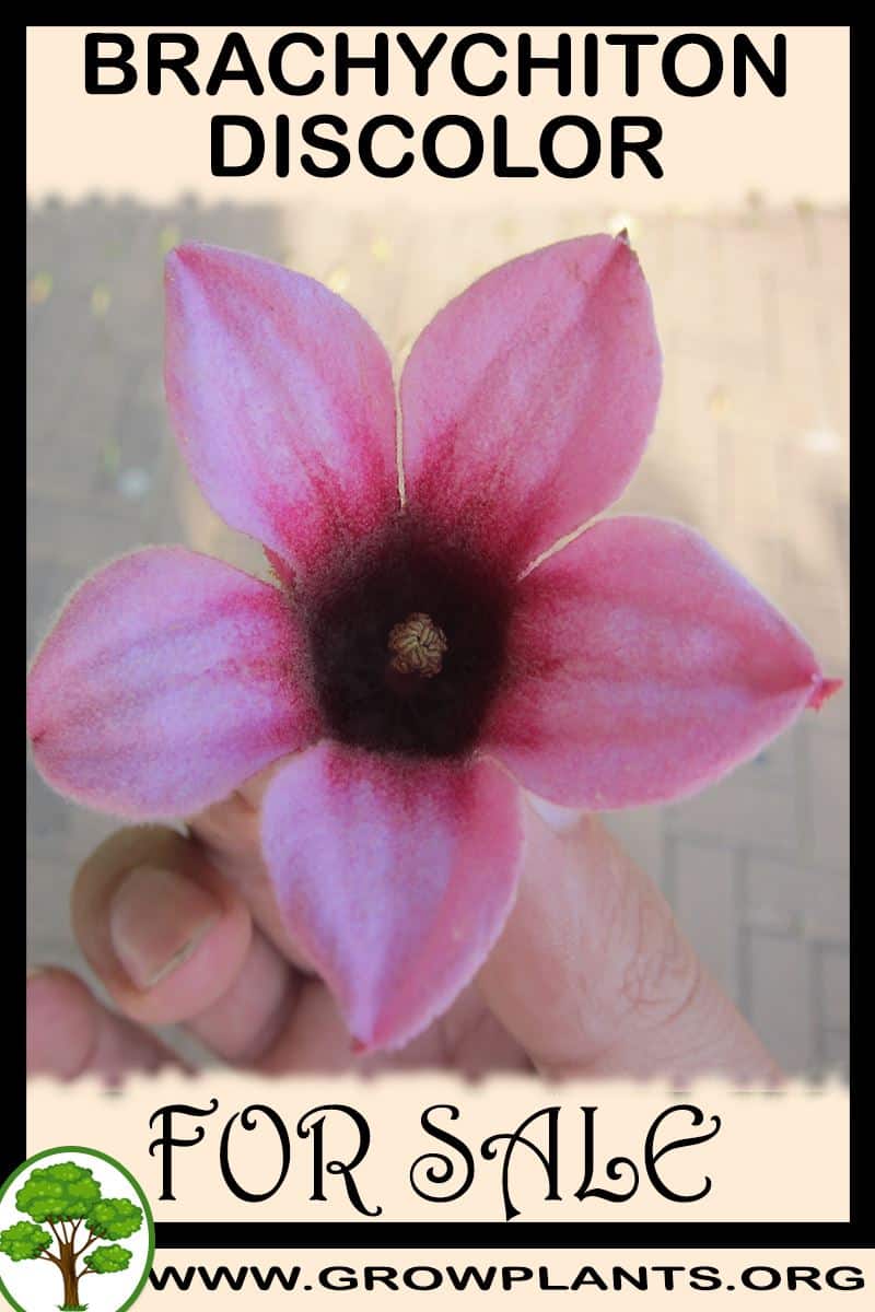 Brachychiton discolor