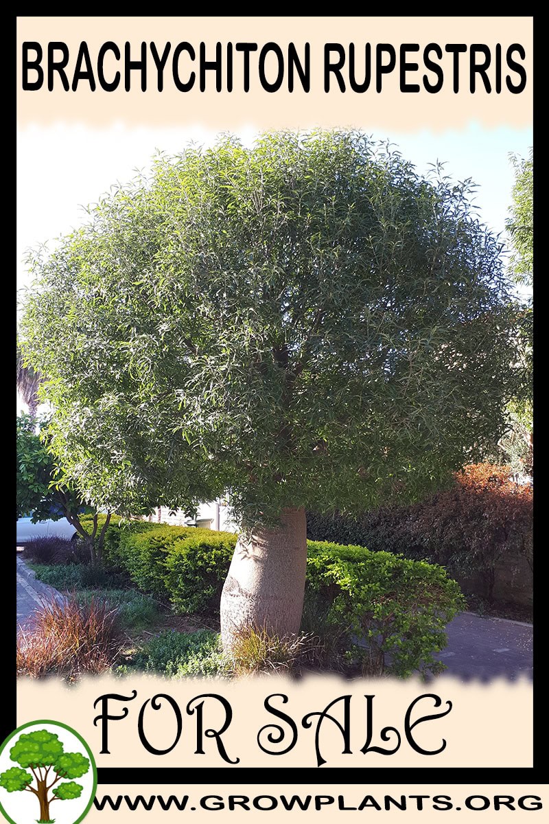 Brachychiton rupestris