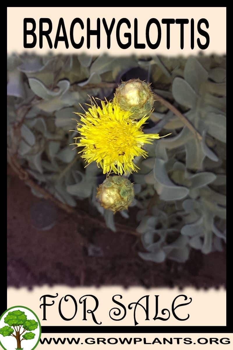 Brachyglottis