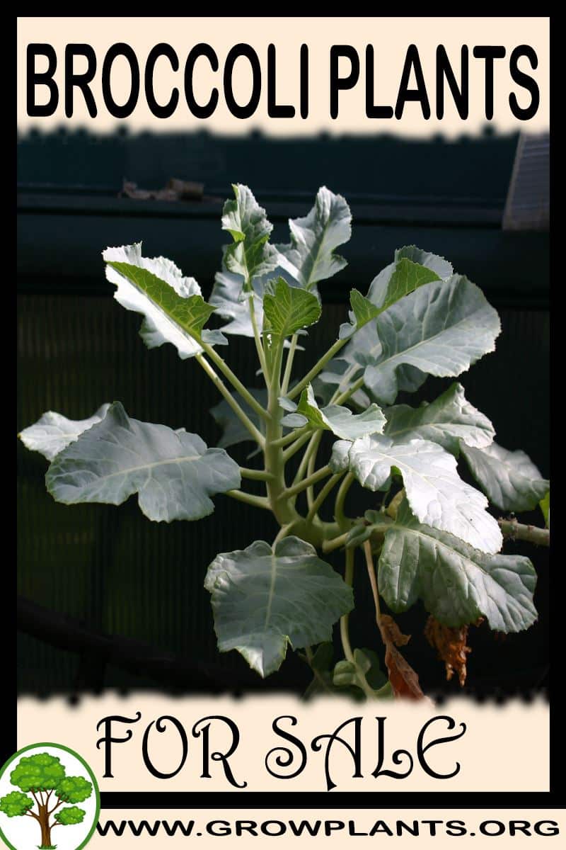 Broccoli plants
