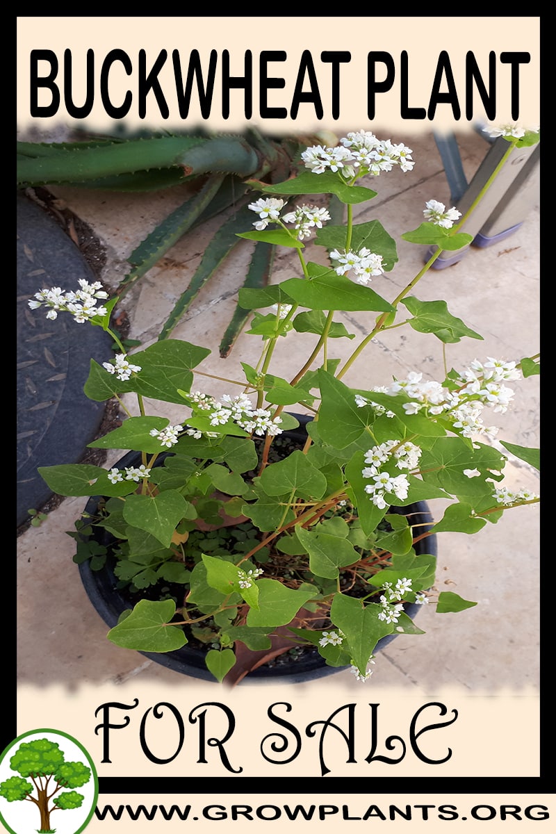 Buckwheat