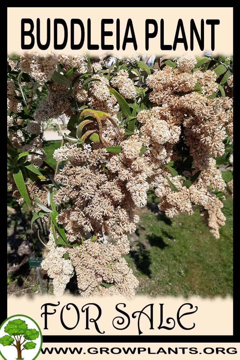Buddleia