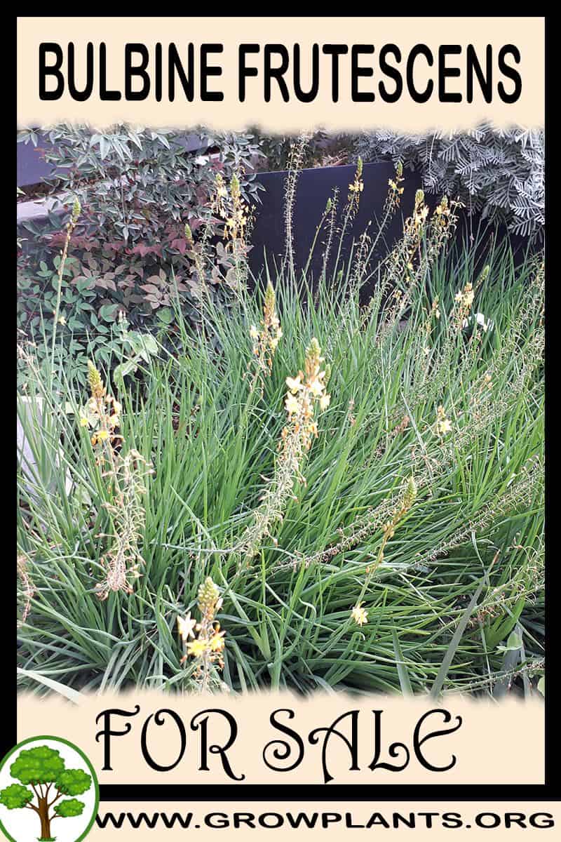 Bulbine frutescens