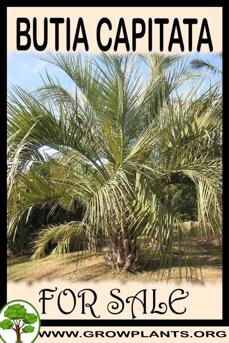 Butia capitata