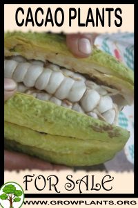 Cacao plants for sale
