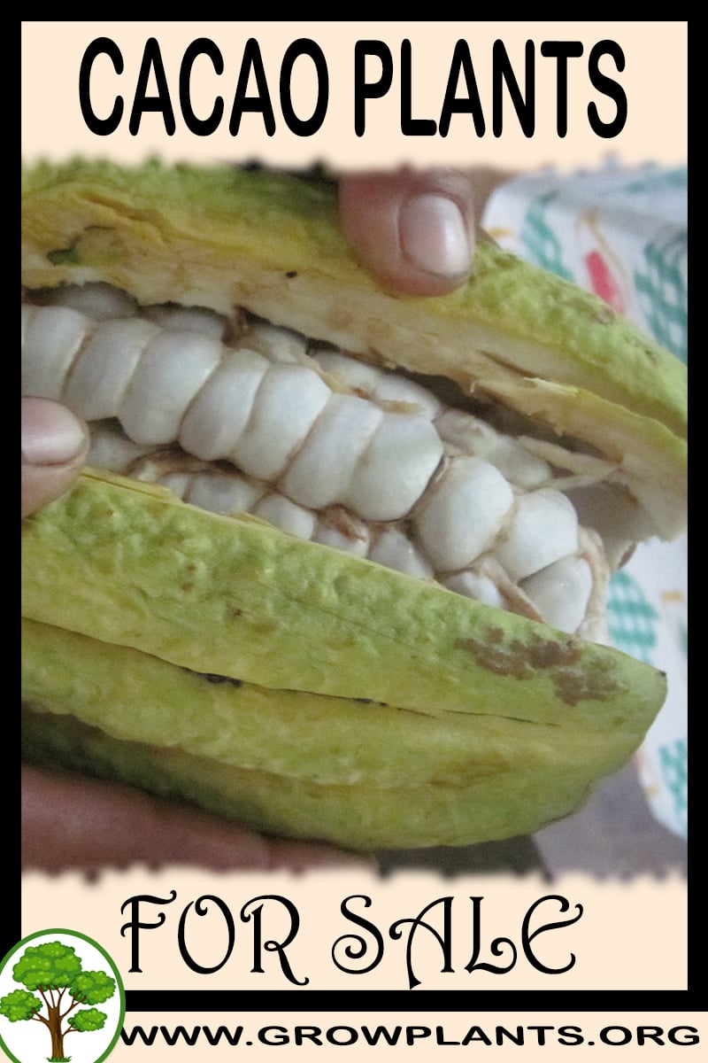 Cacao plants
