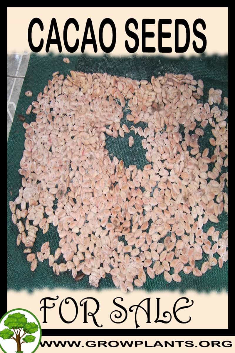 Cacao seeds