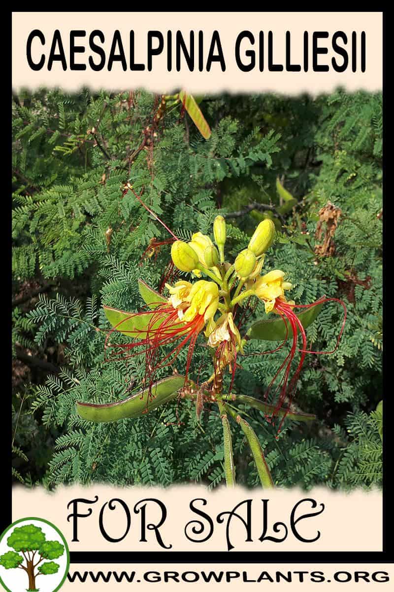 Caesalpinia gilliesii