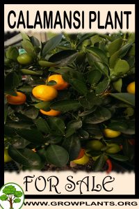 Calamansi plant for sale