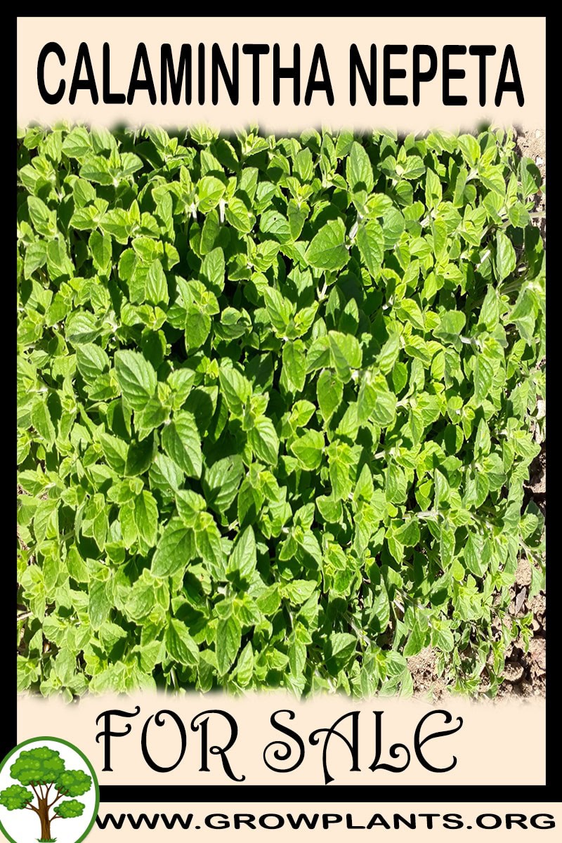 Calamintha nepeta
