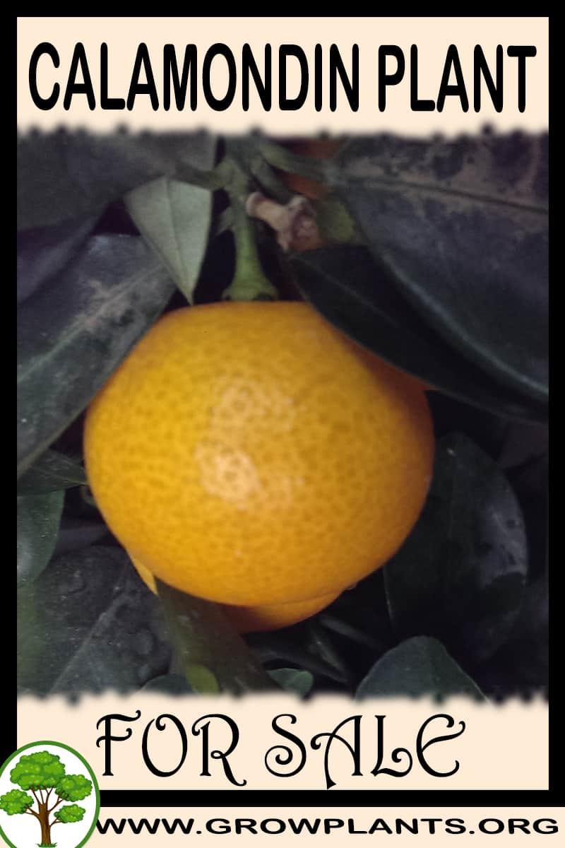 Calamondin