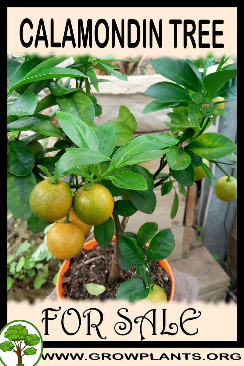 Calamondin tree