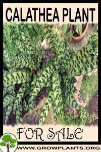 Calathea for sale
