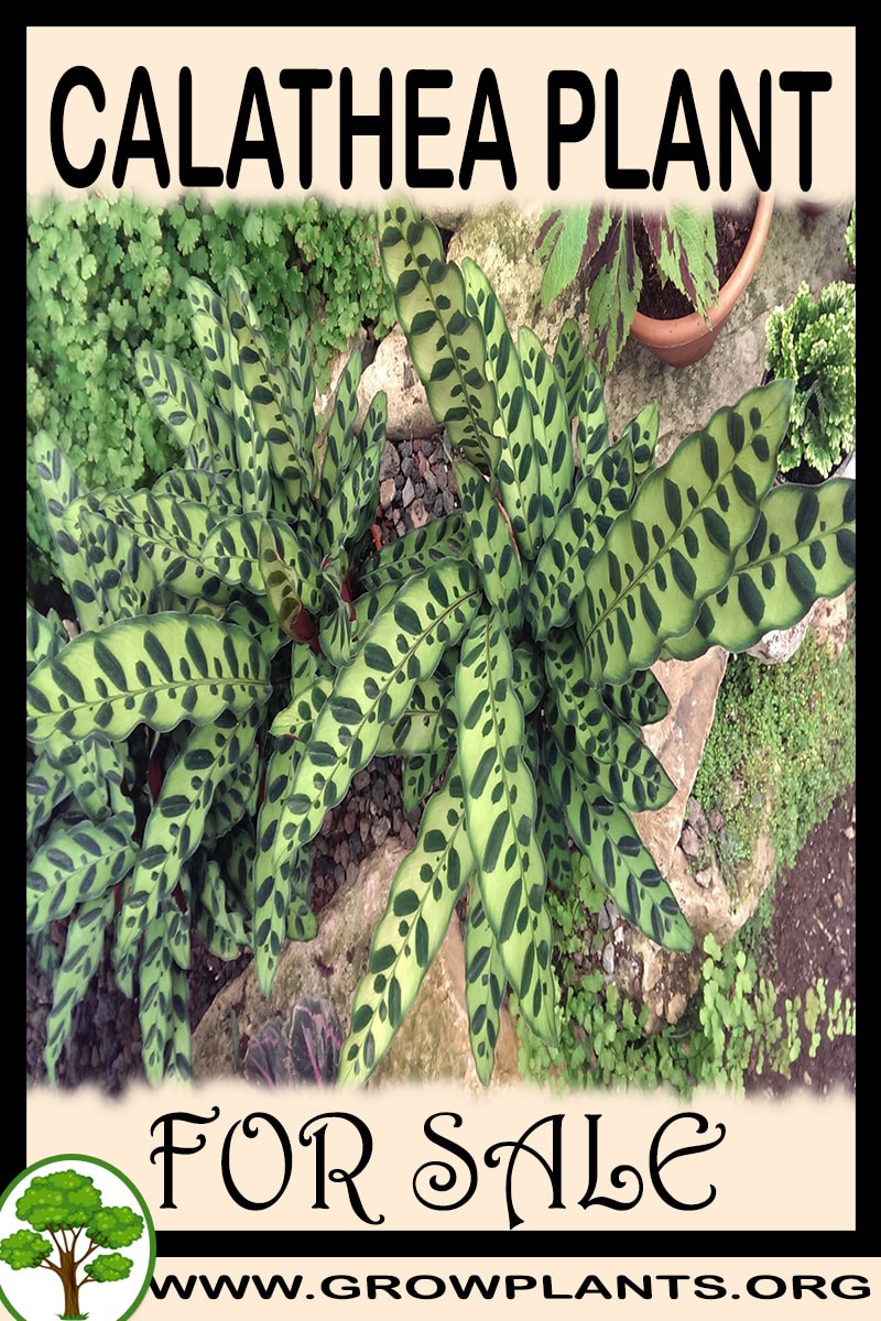 Calathea
