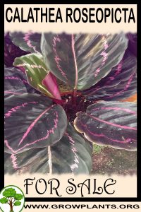 Calathea roseopicta for sale
