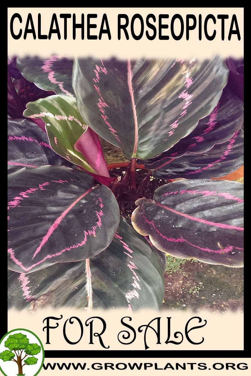 Calathea roseopicta