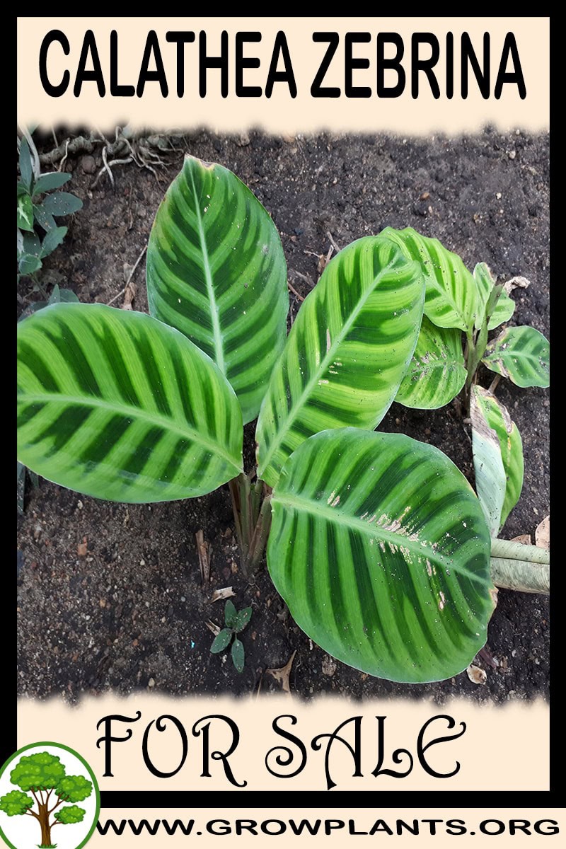 Calathea zebrina