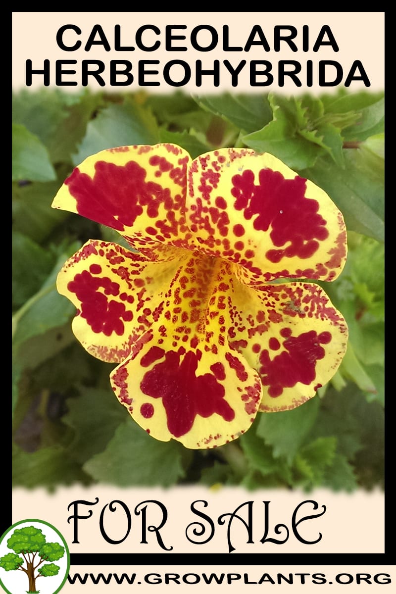 Calceolaria Herbeohybrida