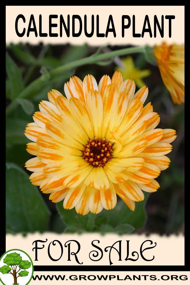 Calendula