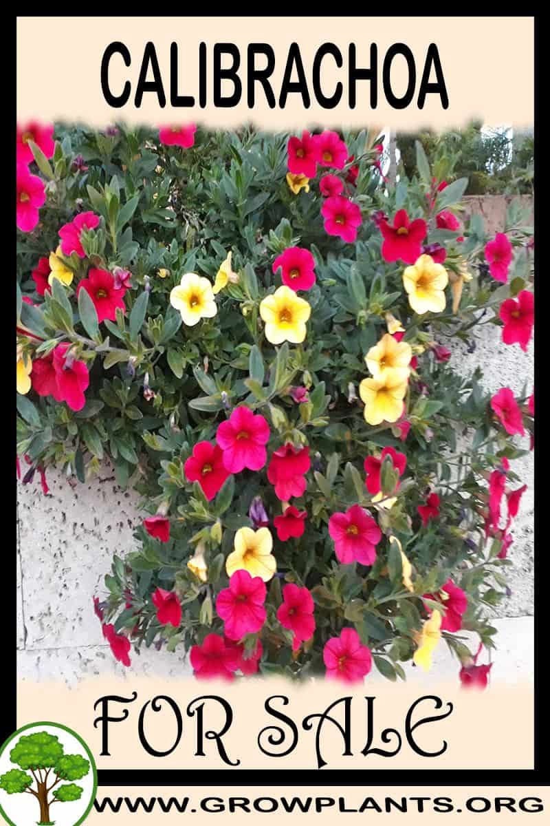 Calibrachoa