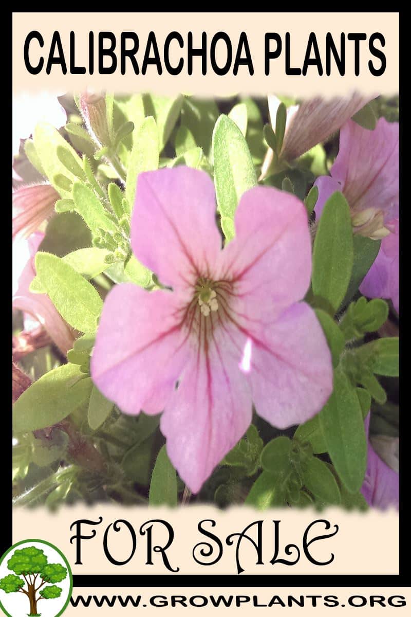 Calibrachoa plants