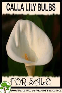 Calla lily bulbs for sale