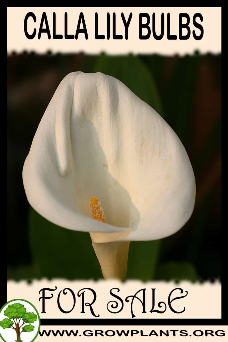 Calla lily bulbs