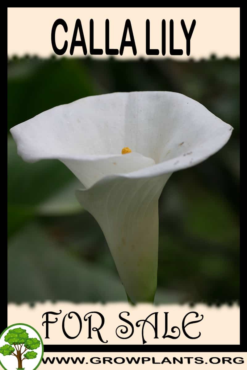 Calla lily
