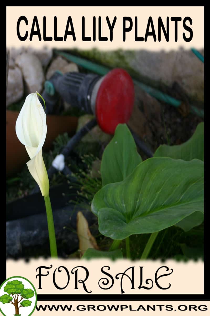 Calla lily plants