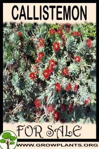 Callistemon for sale