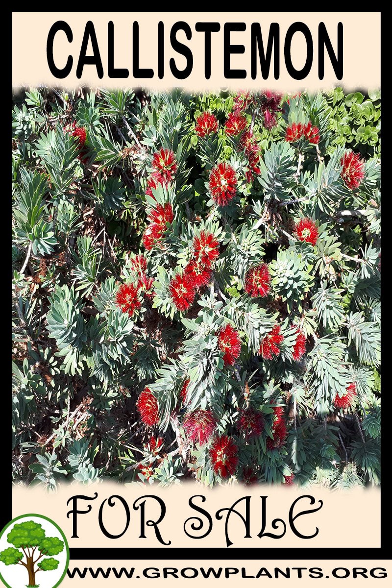 Callistemon