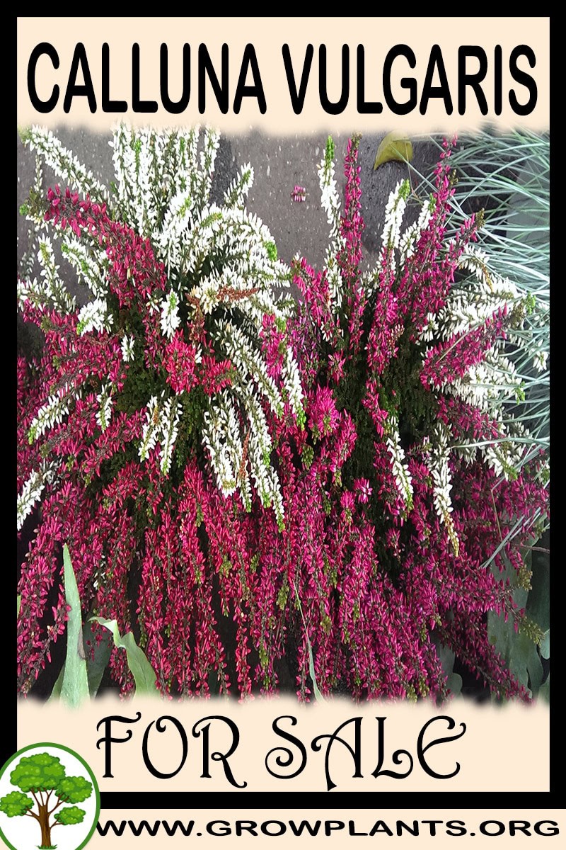 Calluna vulgaris