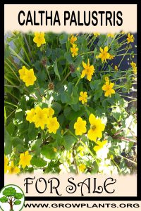 Caltha palustris for sale