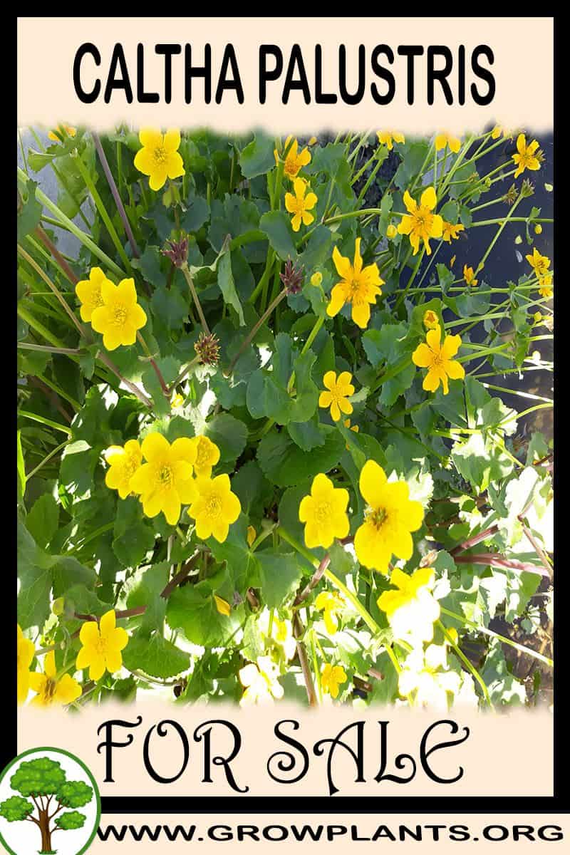 Caltha palustris