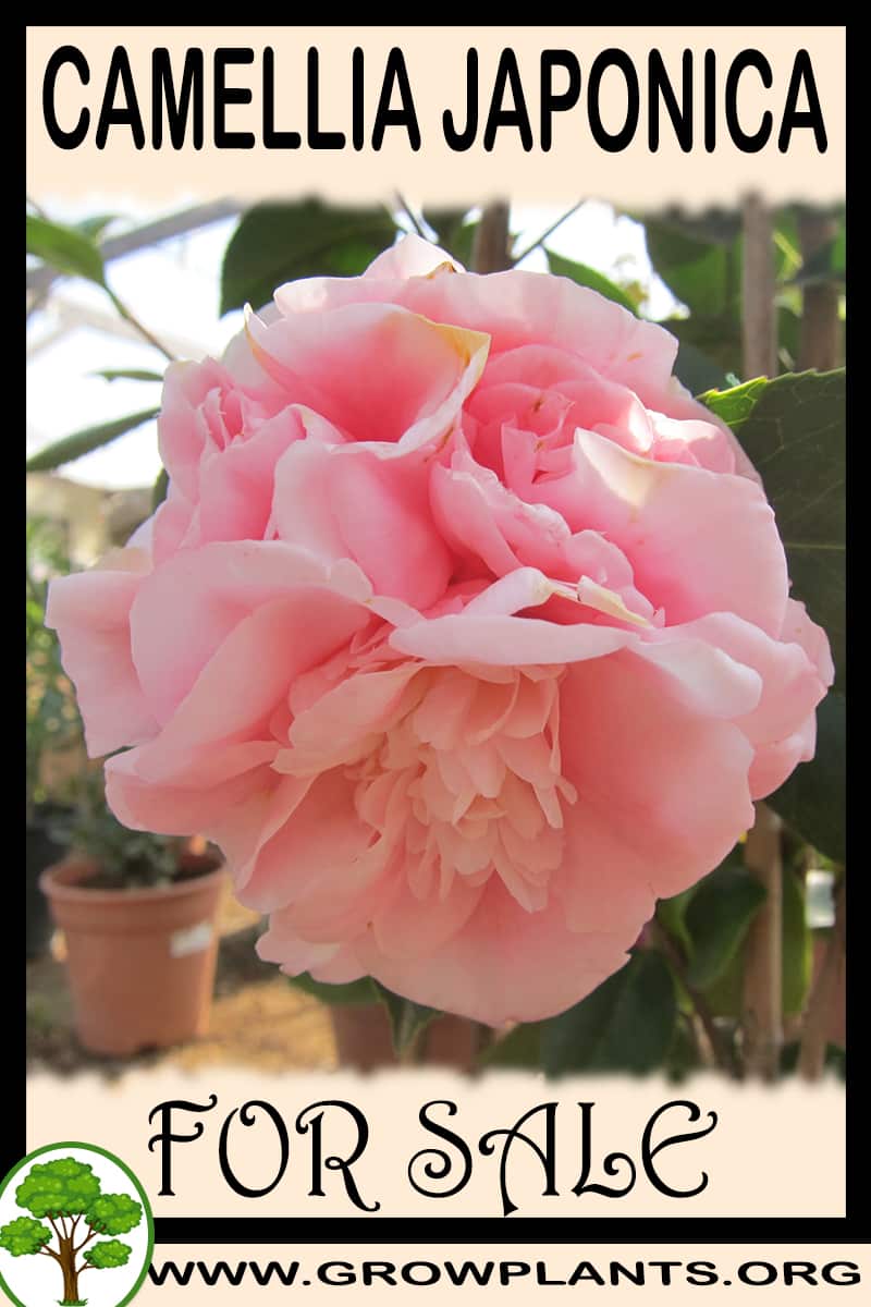 Camellia japonica