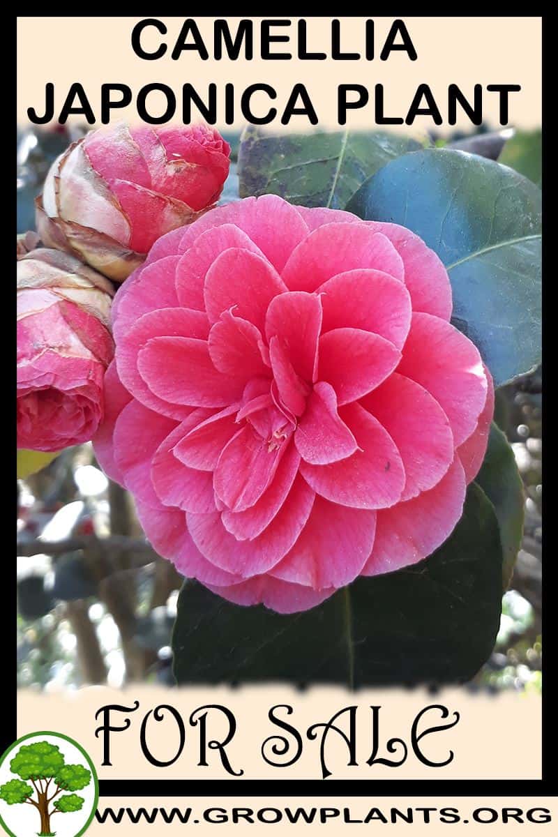 Camellia japonica plants